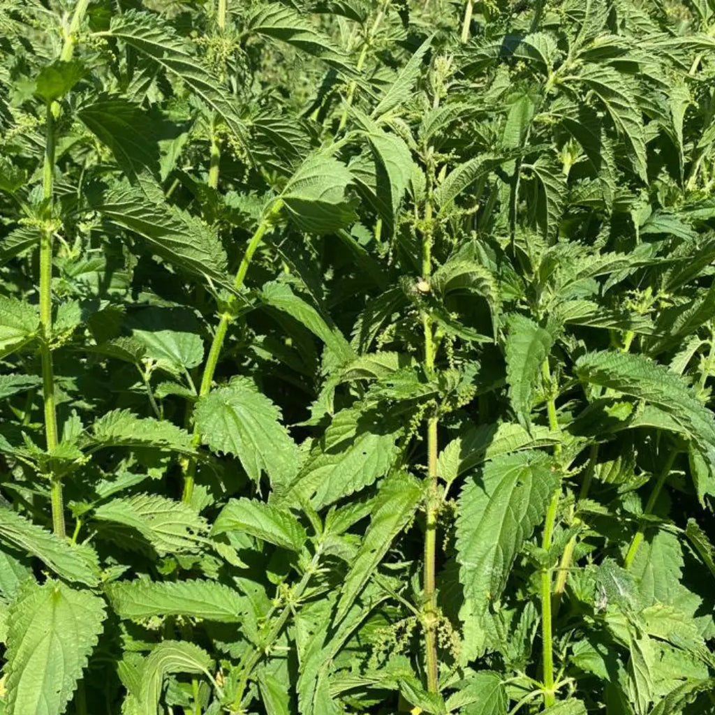 BIO Brennnessel – AB SOFORT ALS PELLETS