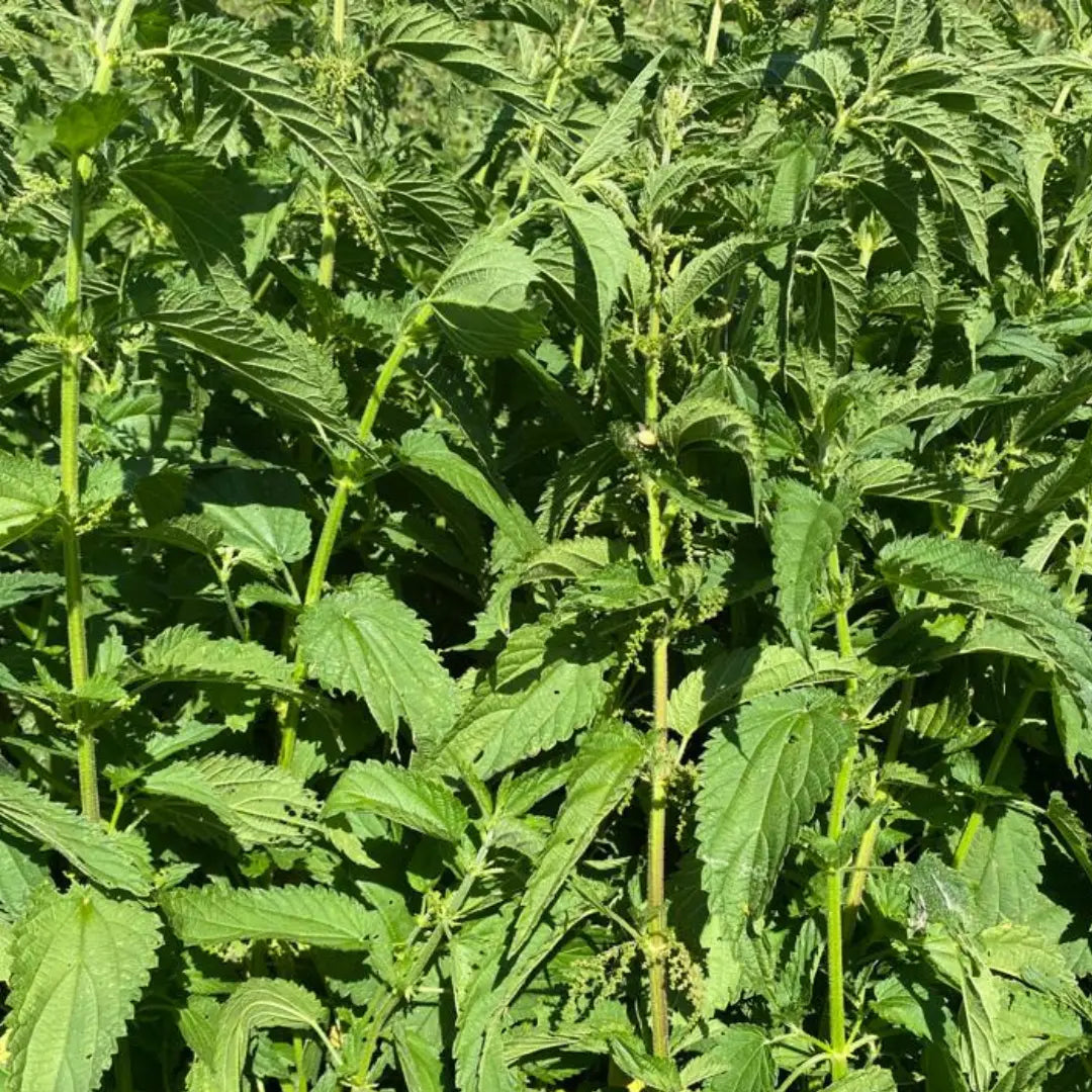 BIO Brennnessel – AB SOFORT ALS PELLETS
