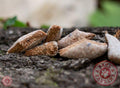 Amaranth-Blaubeer-Vanille-Keks 200 g